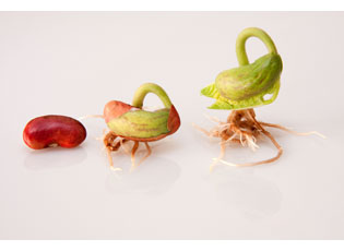 Prevent Organic Seed Contamination: Comment on ‘Coexistence’ by March 4 Image